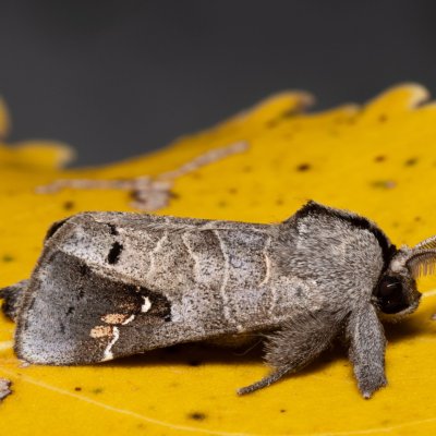 Clostera anachoreta (vztyčnořitka topolová), Hrabětice