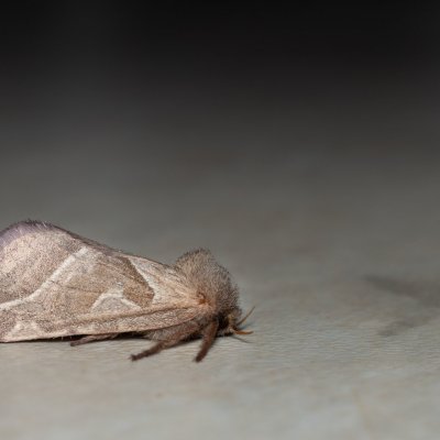 Triodia sylvina (hrotnokřídlec salátový), Žebětín