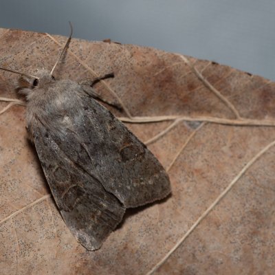 Orthosia populeti (jarnice topolová), Hády - odkaliště