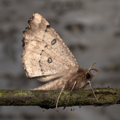 Odontopera bidentata (zejkovec dvojzubý), PR Pavlovské mokřady