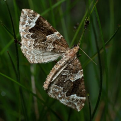Eulithis prunata (píďalka švestková), PP Černice