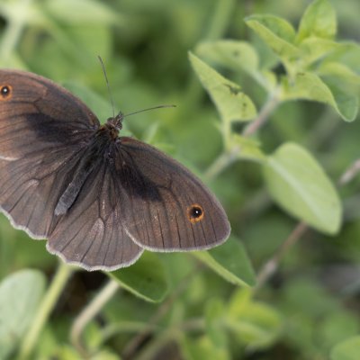 Maniola jurtina (okáč luční), NPP Švařec