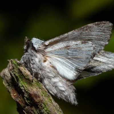 Harpyia milhauseri (hřbetozubec Milhauserův), PR Bosonožský hájek