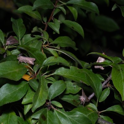 můry na stromě, Bratčice