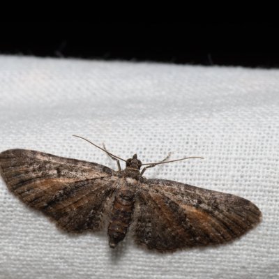 Eupithecia icterata (píďalička vratičová), Kamenný vrch