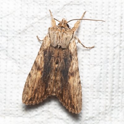 Lithophane socia (dřevobarvec stromový), Lysá hora u Ochozu