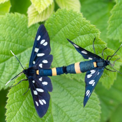 Amata phegea (běloskvrnáč pampeliškový), PR Templštejn