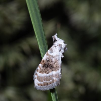 Meganola albula (drobnuška ostružiníková), Hrabětice