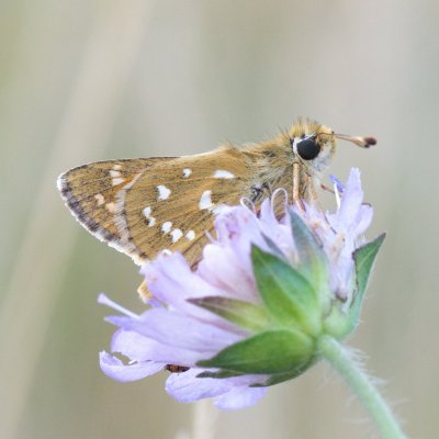 Hesperia comma (soumračník čárkovaný), PP Černice