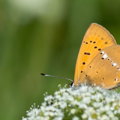 Lycaena virgaureae (ohniváček celíkový), SK, Štôla