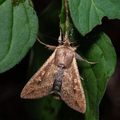 Mythimna unipuncta (plavokřídlec jižní), HR, Jablanac