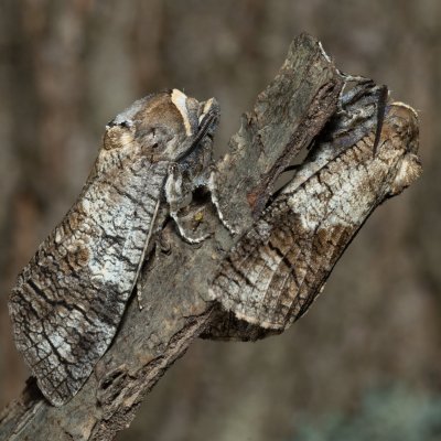 Cossus cossus (drvopleň obecný), Žebětín