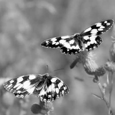 Melanargia galathea (okáč bojínkový), Žebětín
