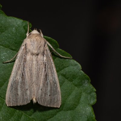 Mythimna straminea (plavokřídlec šedožlutý), Hodonín - Zbrod