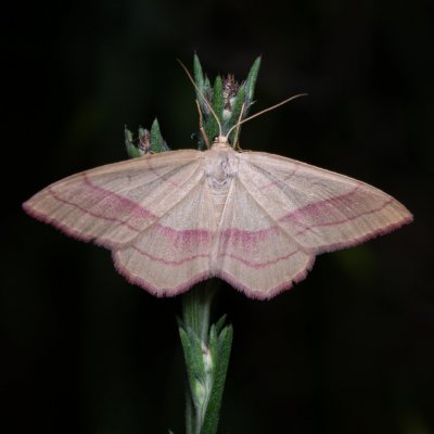 Rhodostrophia vibicaria (žlutokřídlec janovcový), Žebětín