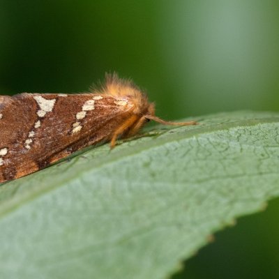 Phymatopus hecta (hrotnokřídlec lesní), SK, Štôla