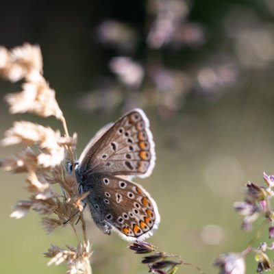 Polyommatus icarus (modrásek jehlicový), PR Kamenný vrch
