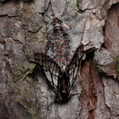 Lycia isabellae (drsnokřídlec modřínový), Ždánický les