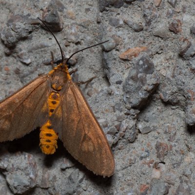 Dysauxes famula (běloskvrnáč jižní), HR, Jablanac