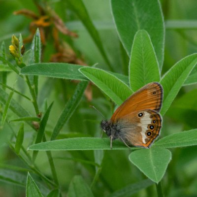Coenonympha arcania (okáč strdivkový), Žebětín