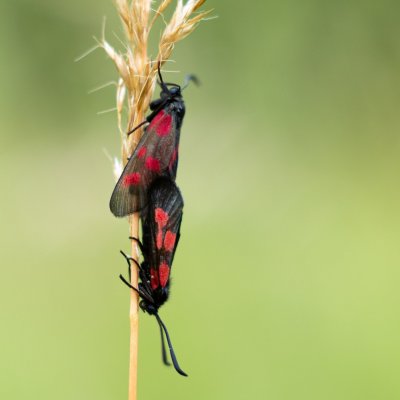 Zygaena viciae (vřetenuška komonicová), PP Obůrky - Třeštěnec