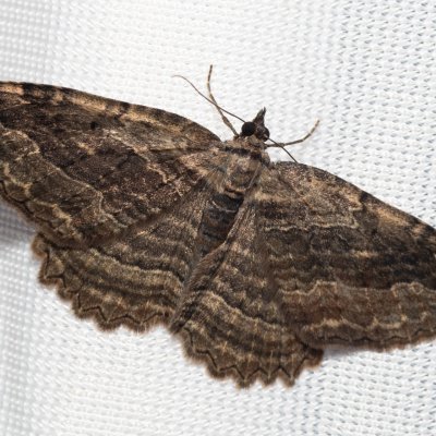 Philereme transversata (píďalka krušinová), PR Turold