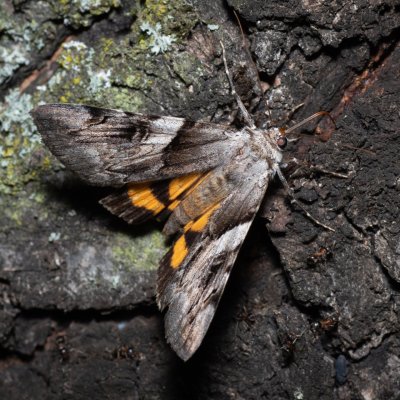 Catocala fulminea (stužkonoska švestková), PR Kamenný vrch