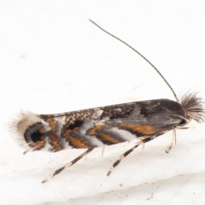 Macrosaccus robiniella (klíněnka akátová), Hády - odkaliště