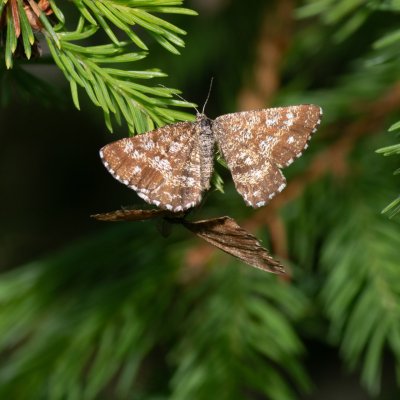 Ematurga atomaria (tmavoskvrnáč vřesový), Pohoří na Šumavě