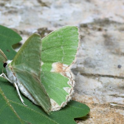 Comibaena bajularia (zelenopláštník dubový), Augšperský potok