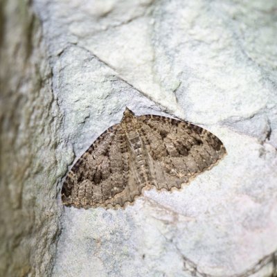 Triphosa dubitata (píďalka jeskynní), PR Průchodnice