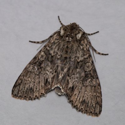 Polia nebulosa (můra jitrocelová), Daremní