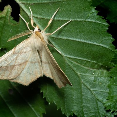 Ennomos quercinaria (zejkovec dubový), Žebětín