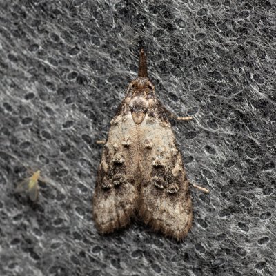 Carposina scirrhosella (-), Havranické vřesoviště