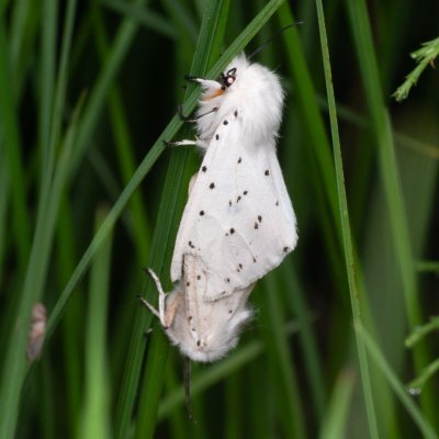 Spilosoma lubricipeda (přástevník mátový), PP Prameniště Pohořského potoka