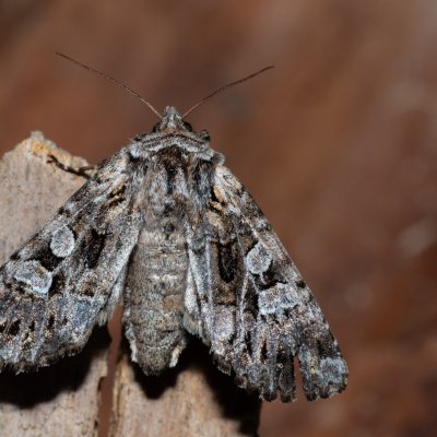 Pachetra sagittigera (můra řebříčková), Havranické vřesoviště