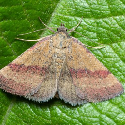 Phytometra viridaria (zobonosec zelenavý), Kývalka