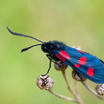vřetenuška, SK, Štôla