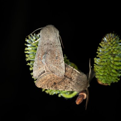 Orthosia cruda (jarnice menší), Žebětín