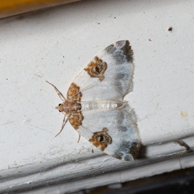 Plemyria rubiginata (píďalka dvoubarvá), SK, Štôla