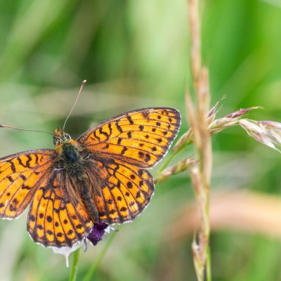 Brenthis hecate (perleťovec dvouřadý), NPR Čertoryje