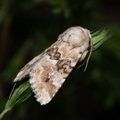 Eremobia ochroleuca (travařka okrová), Hády - lesní lom