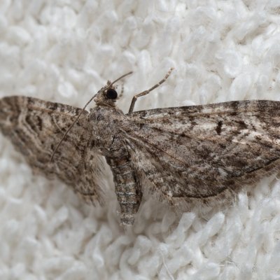 Eupithecia sp., IT, Kuens, Jižní Tyrolsko