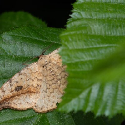 Drepana falcataria (srpokřídlec vrbový), Augšperský potok