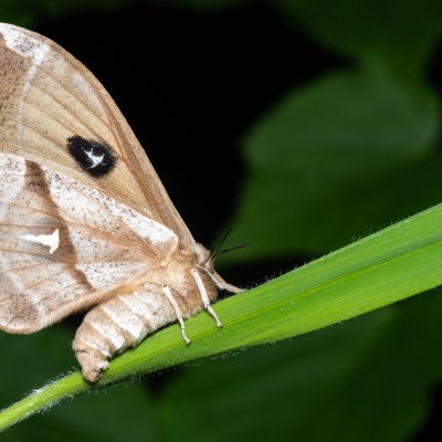 Aglia tau (martináč bukový), NPP Malhotky