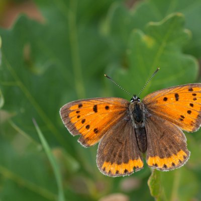 Lycaena dispar (ohniváček černočárný), Háječný kopec, Dukovany