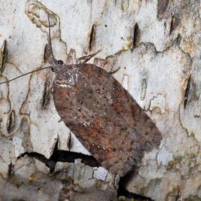 Acleris schalleriana (-), Ždánický les