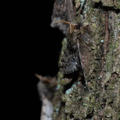 Apocheima hispidaria (drsnokřídlec dubový), Žebětín