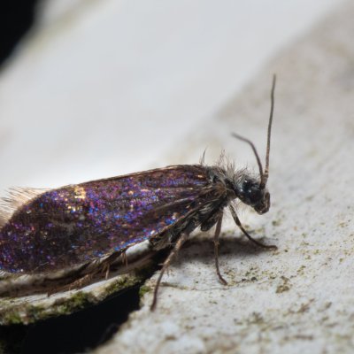 Eriocrania semipurpurella (drobnokřídlík jarní), Henčov