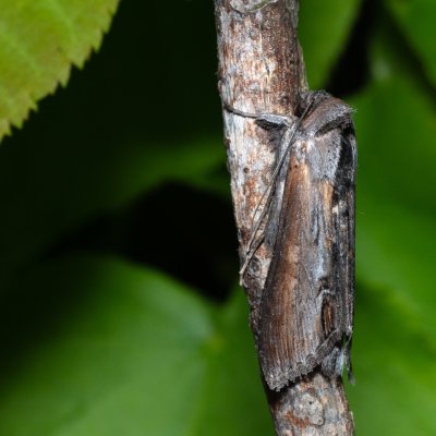 Cucullia asteris (kukléřka hvězdnicová), NPP Malhotky